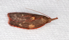 Enchocrates glaucopis