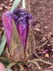 Hibiscus microcarpus