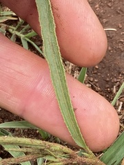 Hibiscus microcarpus