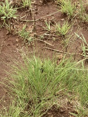 Eragrostis chloromelas