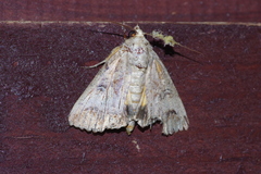 Hypocala biarcuata
