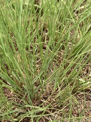 Eragrostis chloromelas