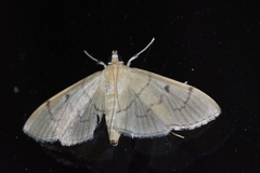 Paranacoleia lophophoralis
