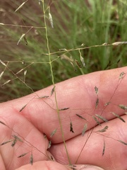 Eragrostis chloromelas