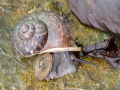 Cyclophorus malayanus