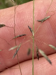 Eragrostis chloromelas