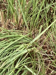 Eragrostis chloromelas