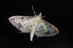 Herpetogramma cynaralis