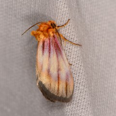 Eulithosia plesioglauca