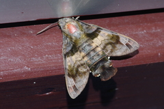 Macroglossum pyrrhosticta