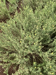 Osteospermum muricatum