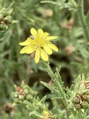 Osteospermum muricatum