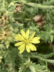 Osteospermum muricatum