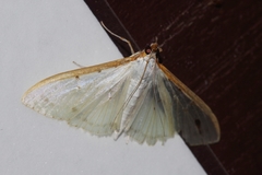 Palpita nigropunctalis