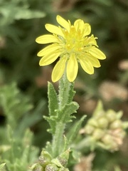 Osteospermum muricatum