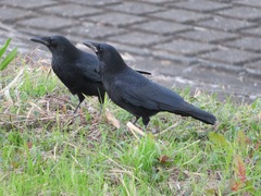 Corvus corone orientalis