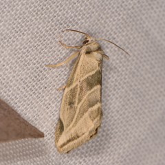 Plagiomimicus tepperi