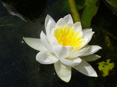 Nymphaea alba