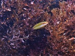 Halichoeres brownfieldi