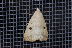Bocula caradrinoides