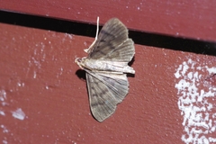 Herpetogramma yaeyamense