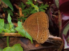Mycalesis janardana