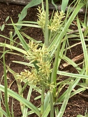 Cyperus esculentus