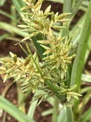 Cyperus esculentus