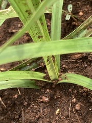 Cyperus esculentus