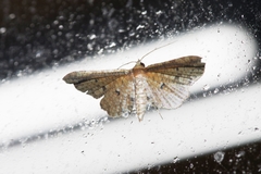 Pharambara splendida