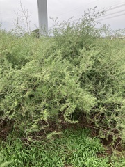 Asparagus laricinus