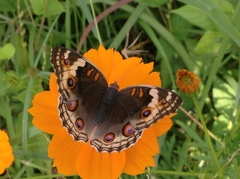 Junonia orithya ocyale