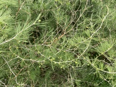 Asparagus laricinus