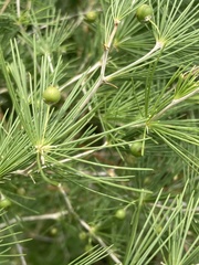 Asparagus laricinus