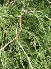 Asparagus laricinus