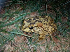 Sclerophrys poweri