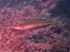 Halichoeres brownfieldi