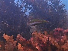 Halichoeres brownfieldi