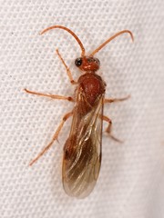 Sphaeropthalminae