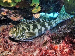 Aplodactylus westralis