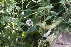 Antigonus emorsa