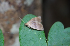 Polypogon ryukyuensis