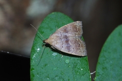Polypogon ryukyuensis