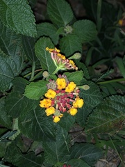 Lantana