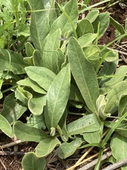 Bridsonia chamaedendrum