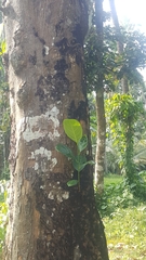 Artocarpus heterophyllus