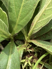 Bridsonia chamaedendrum