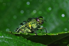 Chrysodema lewisii