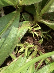 Bridsonia chamaedendrum