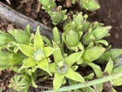 Bridsonia chamaedendrum